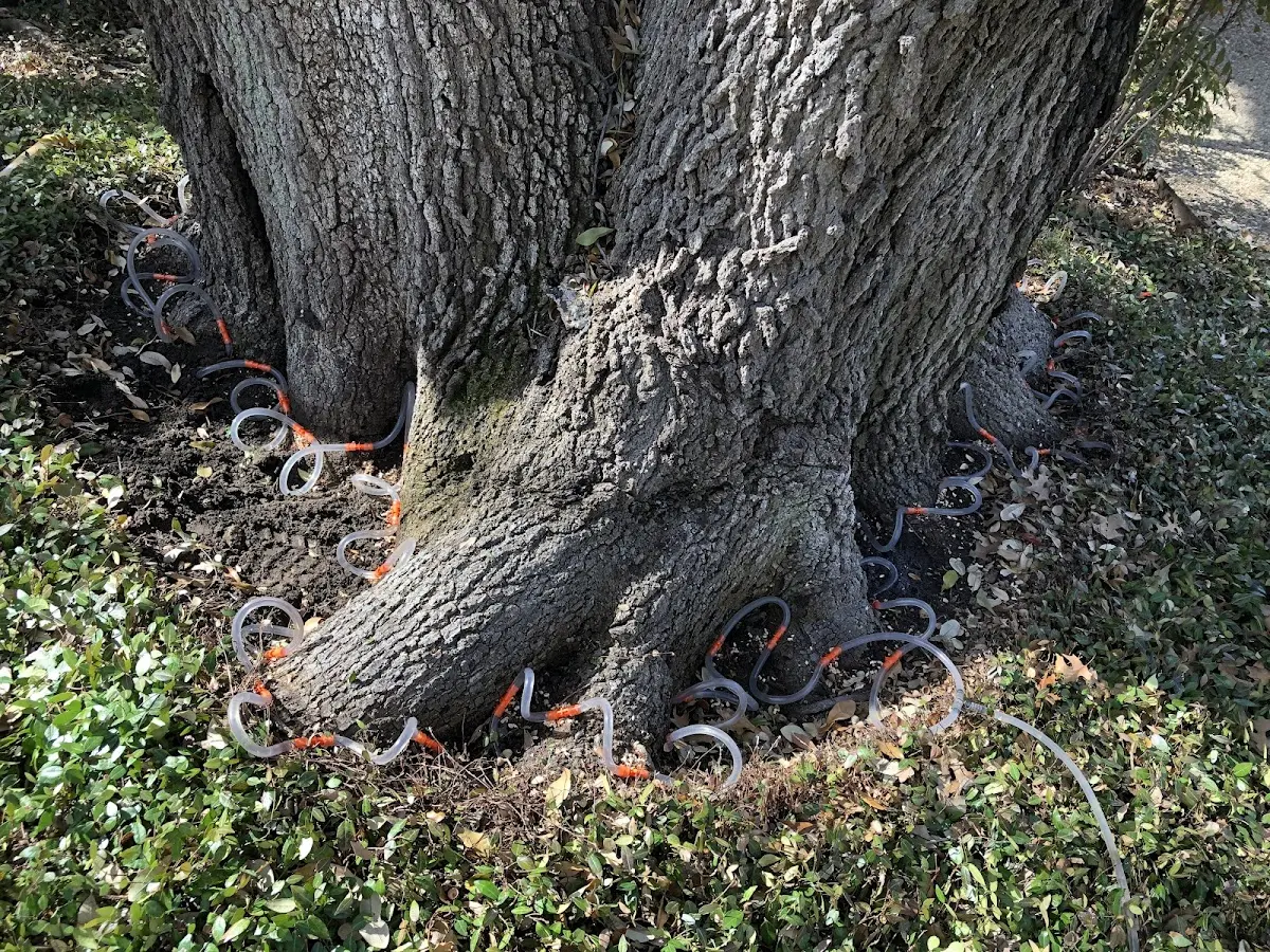 Detailed Shrub and Hedge Trimming job site in San Saba