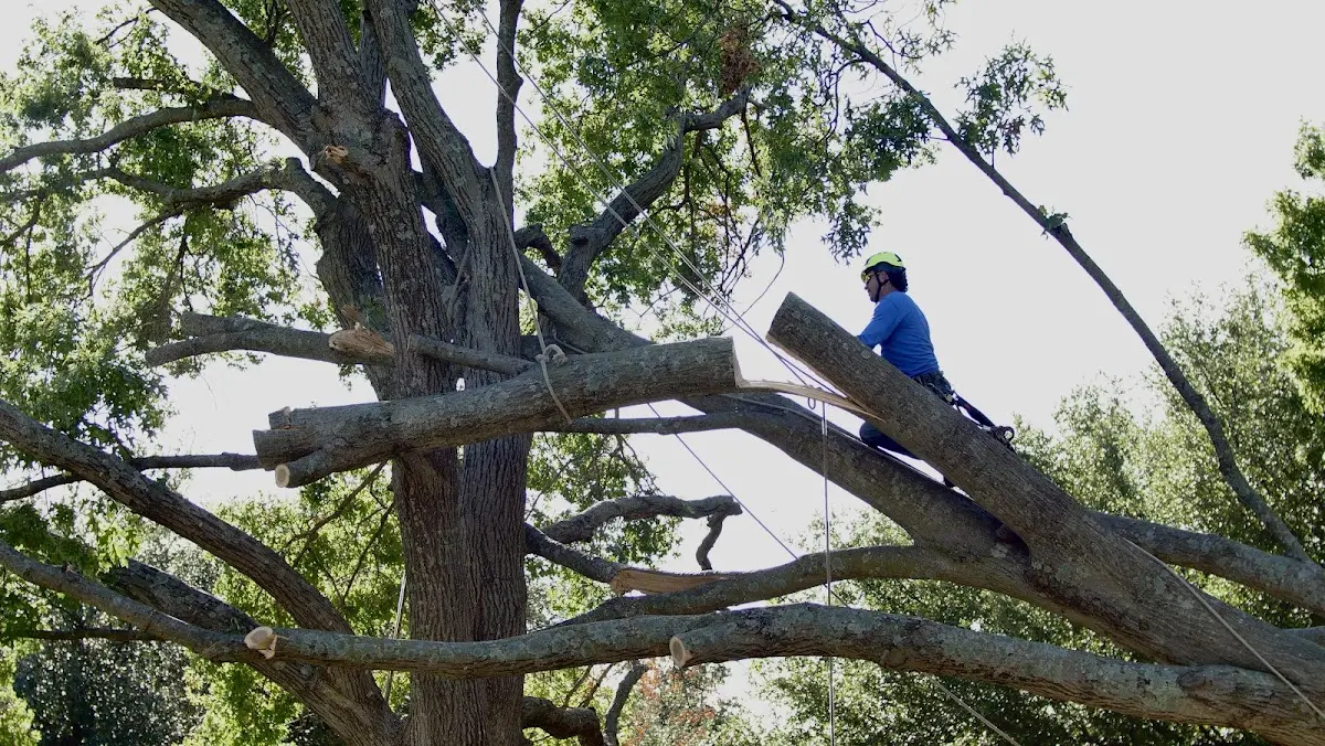 Professional Crown Thinning performed by certified arborists in San Saba